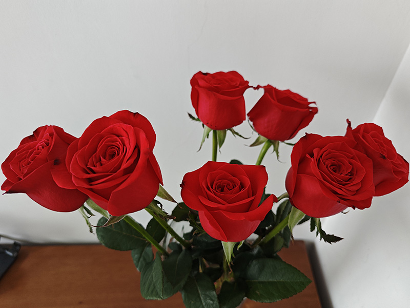 How to Care For Rose