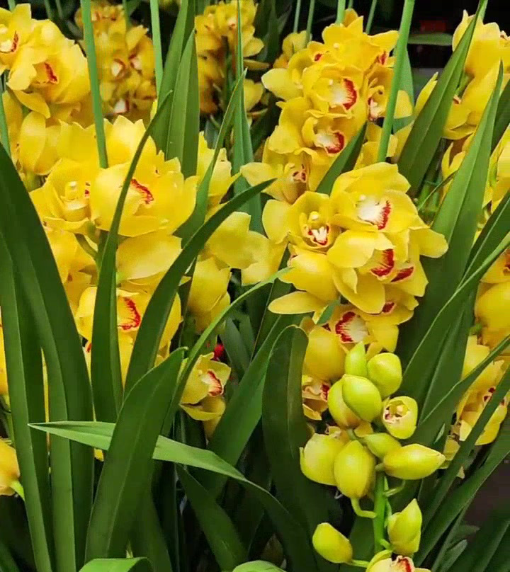 How to Care For Your Flowers