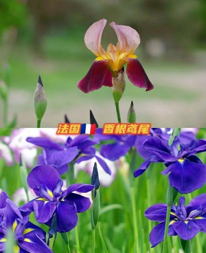 the national flower of every country