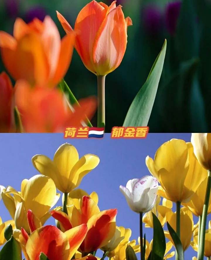 the national flower of every country