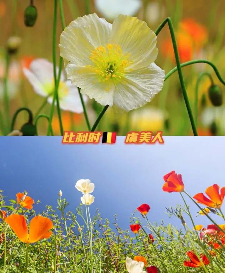 the national flower of every country