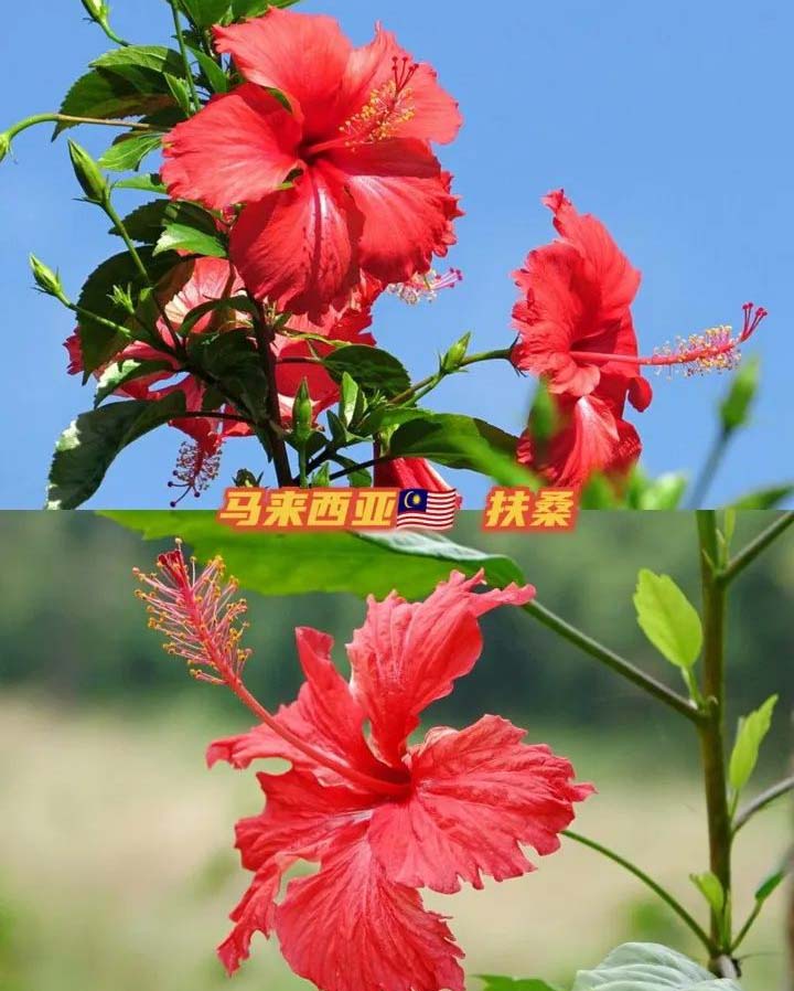 the national flower of every country