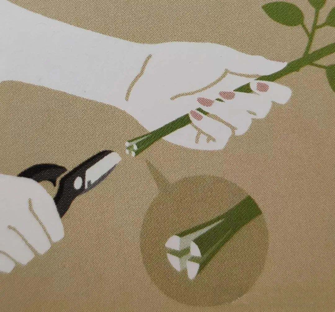 Cut the flowers, taking care to peel them.